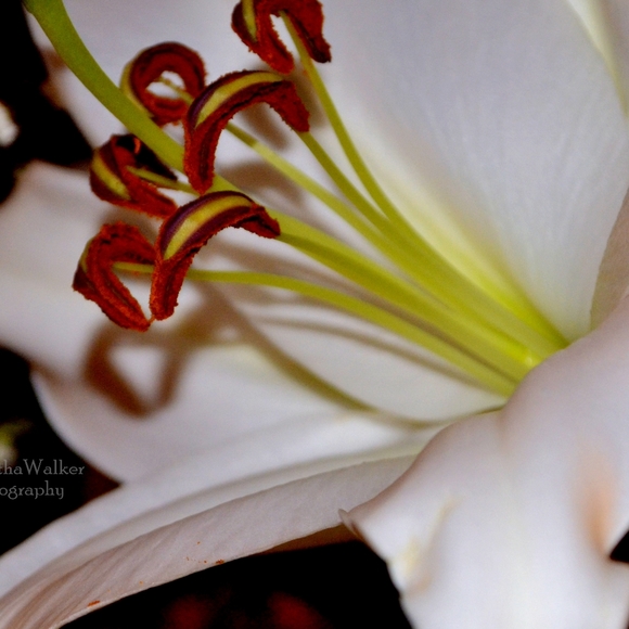 Wall Decor - Picture 10 of 16